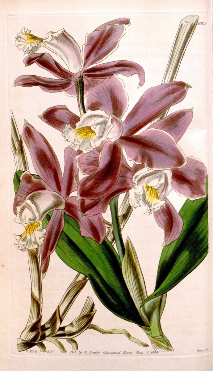 Curtis's botanical magazine. London ; New York [etc.] :Academic Press [etc.]. | "Botanical illustration" Botany Periodicals "Pictorial works" "Plants, Ornamental"  | Vintage Print Reproduction 453984