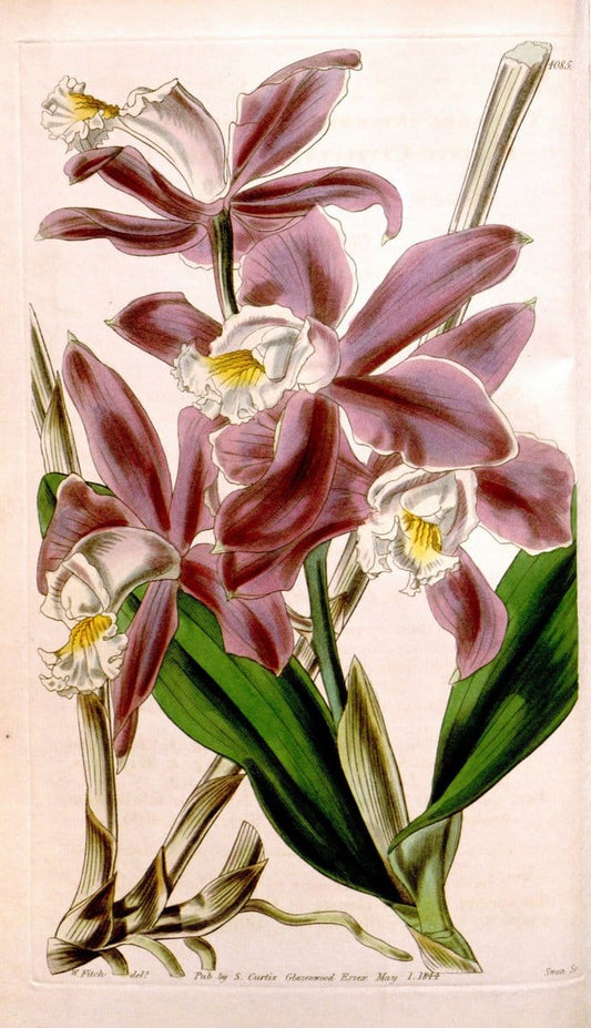 Curtis's botanical magazine. London ; New York [etc.] :Academic Press [etc.]. | "Botanical illustration" Botany Periodicals "Pictorial works" "Plants, Ornamental"  | Vintage Print Reproduction 453984