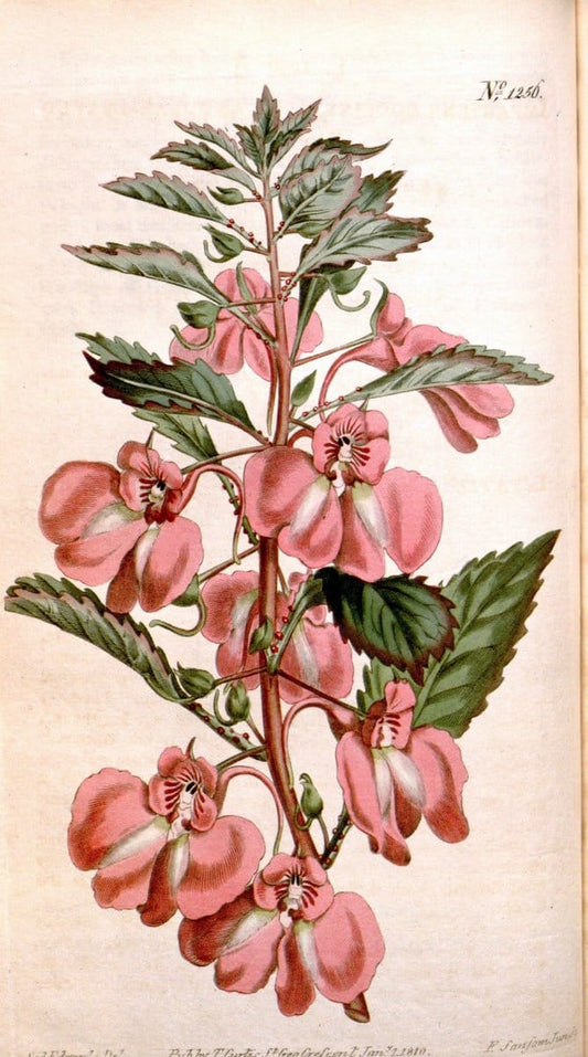Curtis's botanical magazine. London ; New York [etc.] :Academic Press [etc.]. | "Botanical illustration" Botany Periodicals "Pictorial works" "Plants, Ornamental"  | Vintage Print Reproduction 453986