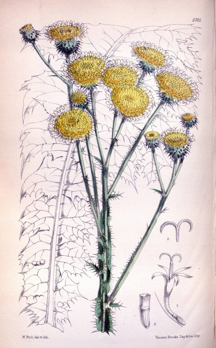 Curtis's botanical magazine. London ; New York [etc.] :Academic Press [etc.]. | "Botanical illustration" Botany Periodicals "Pictorial works" "Plants, Ornamental"  | Vintage Print Reproduction 453987