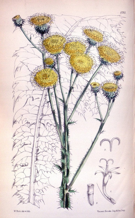 Curtis's botanical magazine. London ; New York [etc.] :Academic Press [etc.]. | "Botanical illustration" Botany Periodicals "Pictorial works" "Plants, Ornamental"  | Vintage Print Reproduction 453987