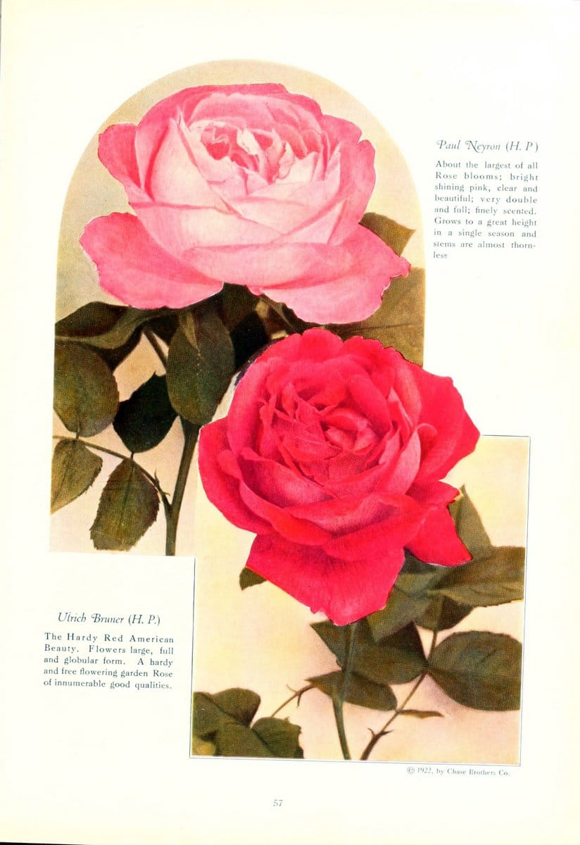 Chase fruit and flowers in natural colorsRochester, N.Y.,Chase brothers company[c1922] | Vintage Print Reproduction 453988