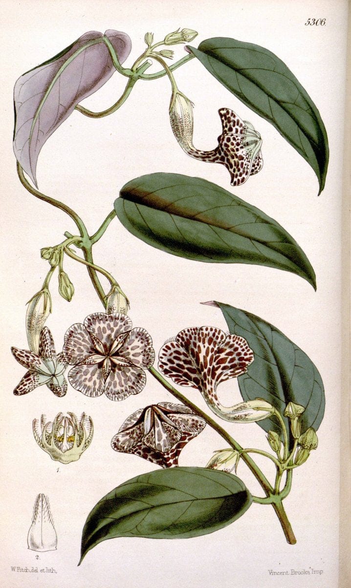 Curtis's botanical magazine. London ; New York [etc.] :Academic Press [etc.]. | "Botanical illustration" Botany Periodicals "Pictorial works" "Plants, Ornamental"  | Vintage Print Reproduction 453989