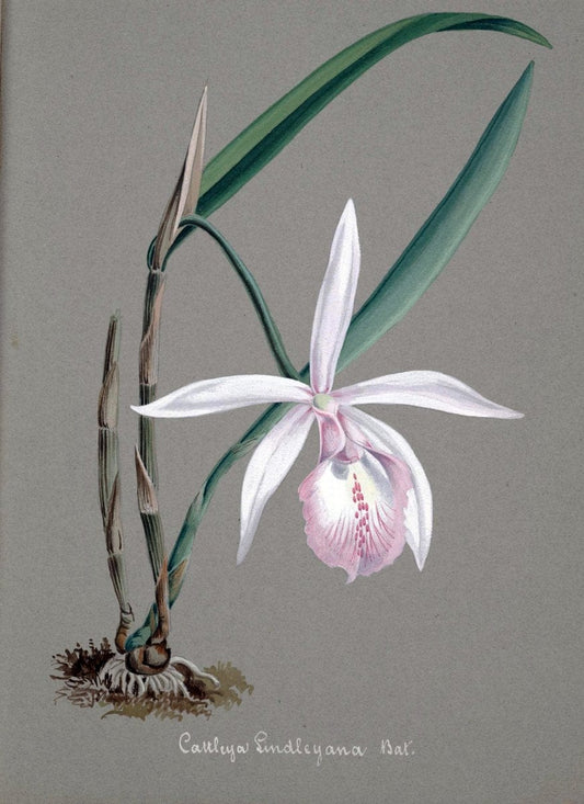 Collection d'orchideÃŒÂes.[S.l. :s.n.,18--]. | "Botanical illustration" Orchidaceae "Orchidaceae in art" "Pictorial works"  | Vintage Print Reproduction 453990