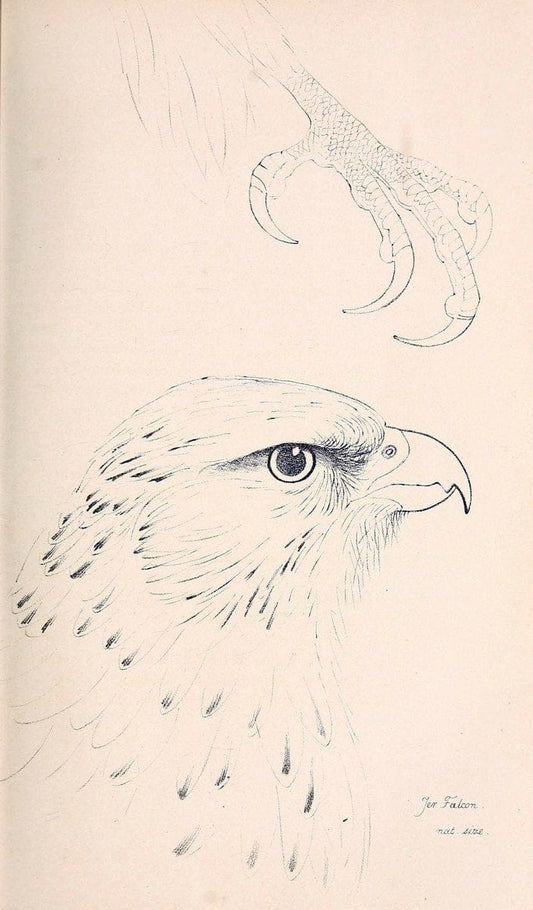 Coloured illustrations of British birds, and their eggs /.London :G.W. Nickisson,1842-1850.. |  | Vintage Print Reproduction 453991