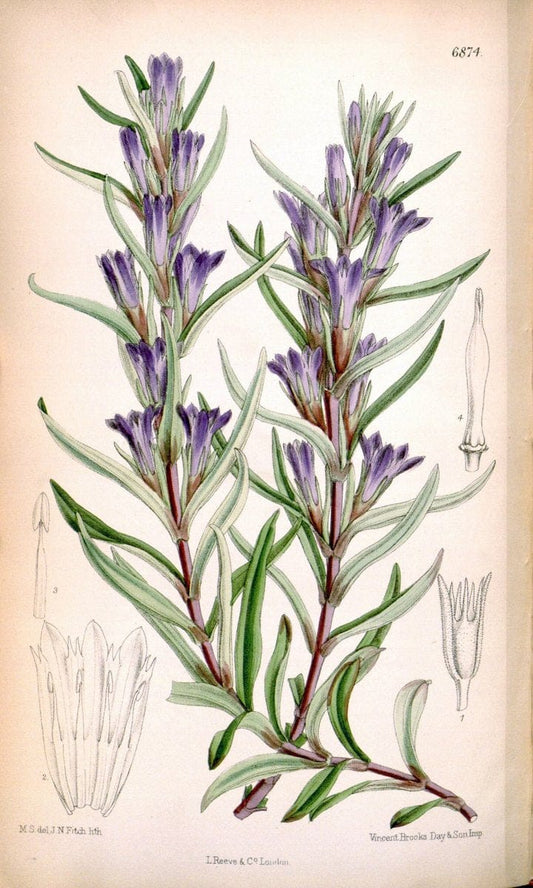 Curtis's botanical magazine. London ; New York [etc.] :Academic Press [etc.]. | "Botanical illustration" Botany Periodicals "Pictorial works" "Plants, Ornamental"  | Vintage Print Reproduction 453992
