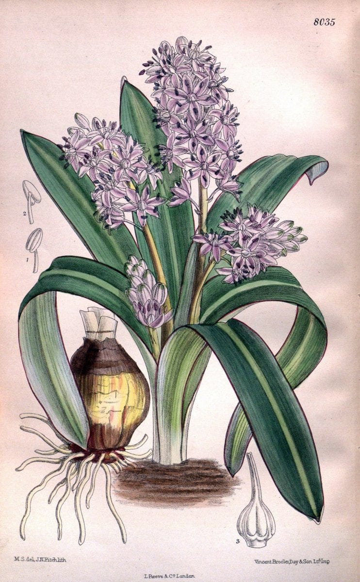 Curtis's botanical magazine. London ; New York [etc.] :Academic Press [etc.]. | "Botanical illustration" Botany Periodicals "Pictorial works" "Plants, Ornamental"  | Vintage Print Reproduction 453994