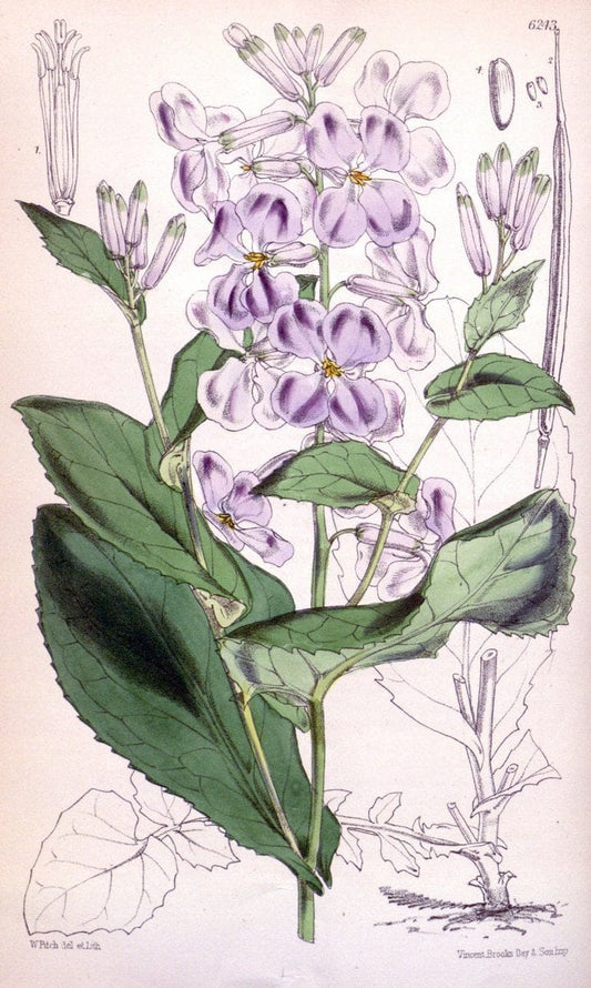 Curtis's botanical magazine. London ; New York [etc.] :Academic Press [etc.]. | "Botanical illustration" Botany Periodicals "Pictorial works" "Plants, Ornamental"  | Vintage Print Reproduction 453995