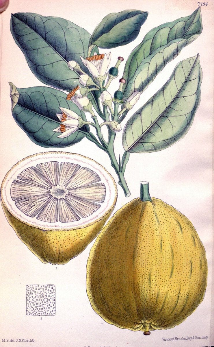 Curtis's botanical magazine. London ; New York [etc.] :Academic Press [etc.]. | "Botanical illustration" Botany Periodicals "Pictorial works" "Plants, Ornamental"  | Vintage Print Reproduction 453996