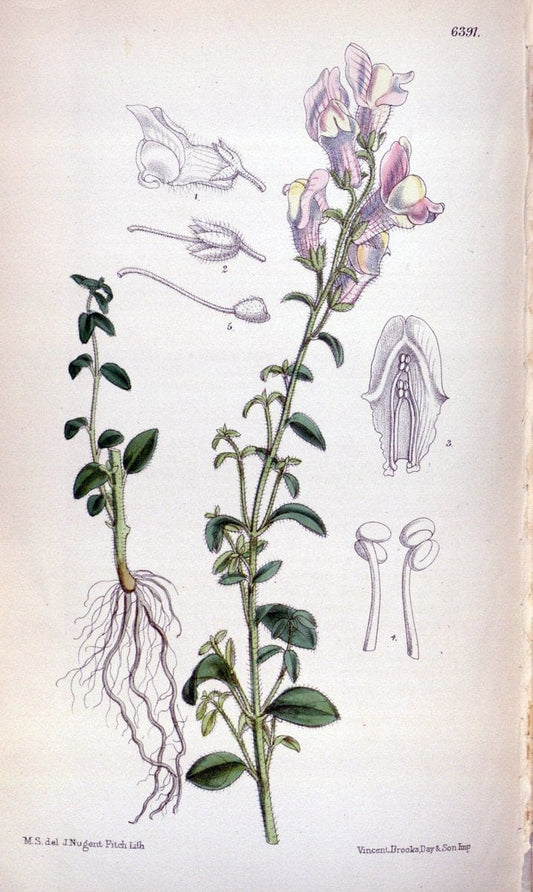 Curtis's botanical magazine. London ; New York [etc.] :Academic Press [etc.]. | "Botanical illustration" Botany Periodicals "Pictorial works" "Plants, Ornamental"  | Vintage Print Reproduction 453997