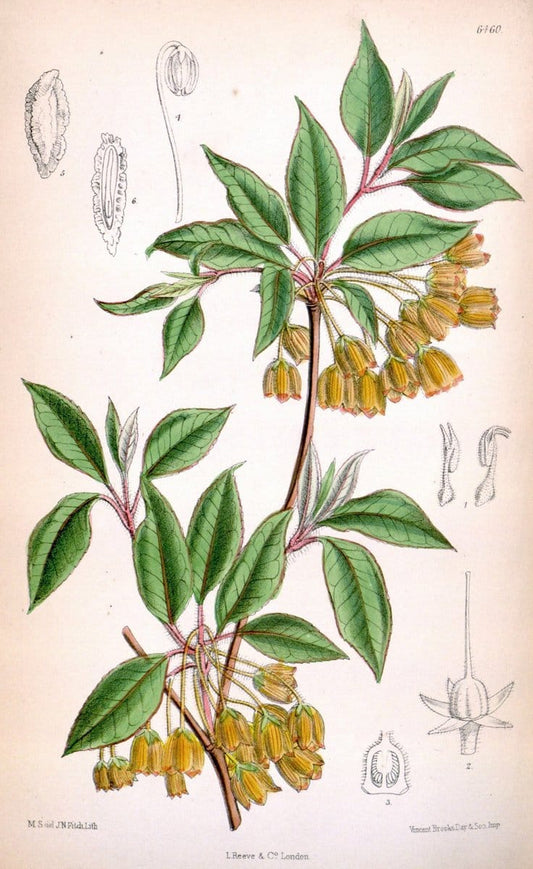 Curtis's botanical magazine. London ; New York [etc.] :Academic Press [etc.]. | "Botanical illustration" Botany Periodicals "Pictorial works" "Plants, Ornamental"  | Vintage Print Reproduction 453998