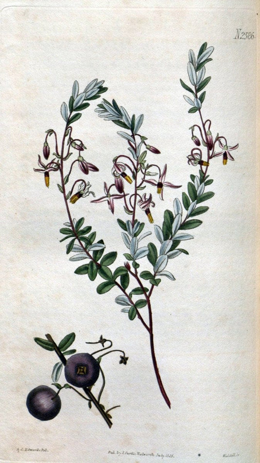 Curtis's botanical magazine. London ; New York [etc.] :Academic Press [etc.]. | "Botanical illustration" Botany Periodicals "Pictorial works" "Plants, Ornamental"  | Vintage Print Reproduction 453999