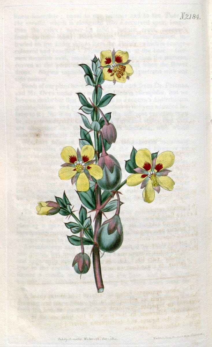 Curtis's botanical magazine. London ; New York [etc.] :Academic Press [etc.]. | "Botanical illustration" Botany Periodicals "Pictorial works" "Plants, Ornamental"  | Vintage Print Reproduction 454000
