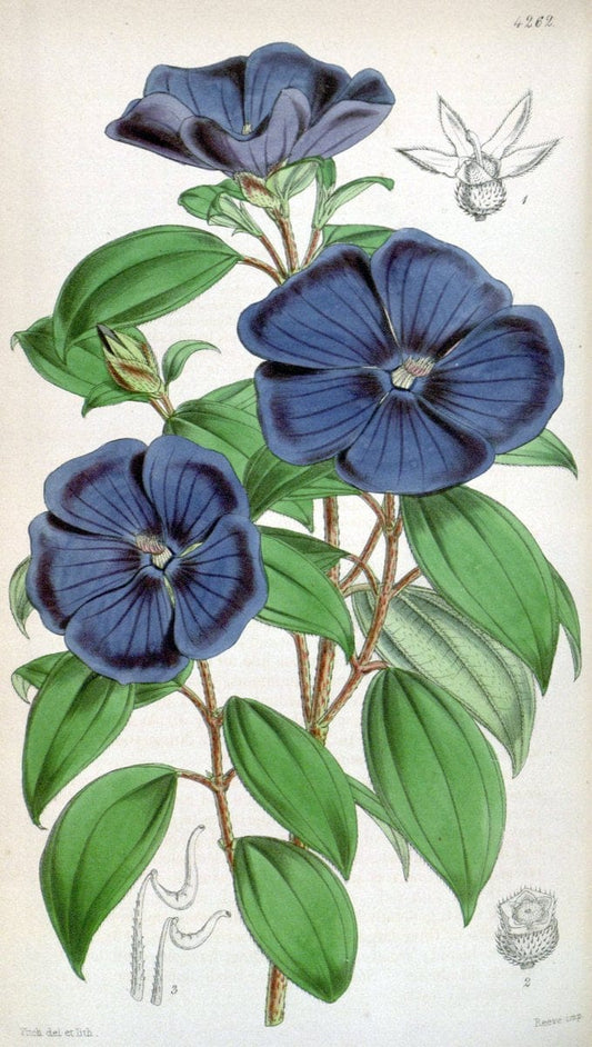 Curtis's botanical magazine. London ;New York [etc.] :Academic Press [etc.]. | Botany Periodicals "Pictorial works"  | Vintage Print Reproduction 454002