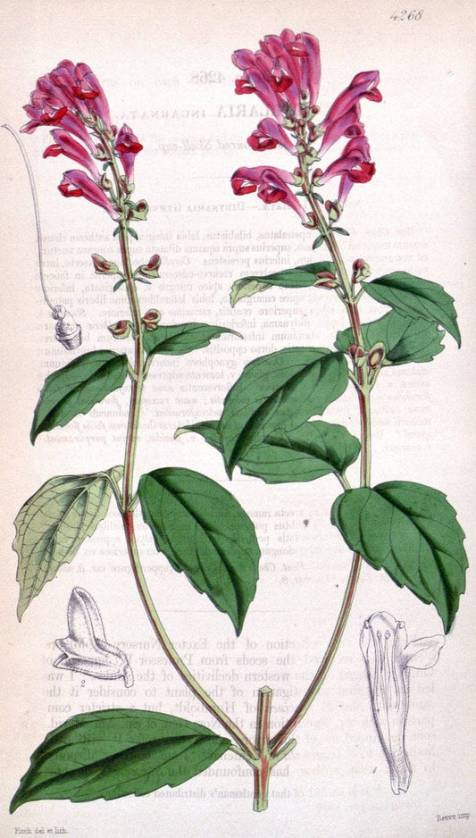 Curtis's botanical magazine. London ;New York [etc.] :Academic Press [etc.]. | Botany Periodicals "Pictorial works"  | Vintage Print Reproduction 454003