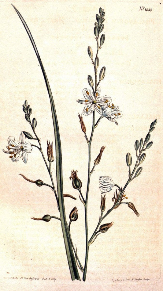 Curtis's botanical magazine. London ;New York [etc.] :Academic Press [etc.]. | Botany Periodicals "Pictorial works"  | Vintage Print Reproduction 454004