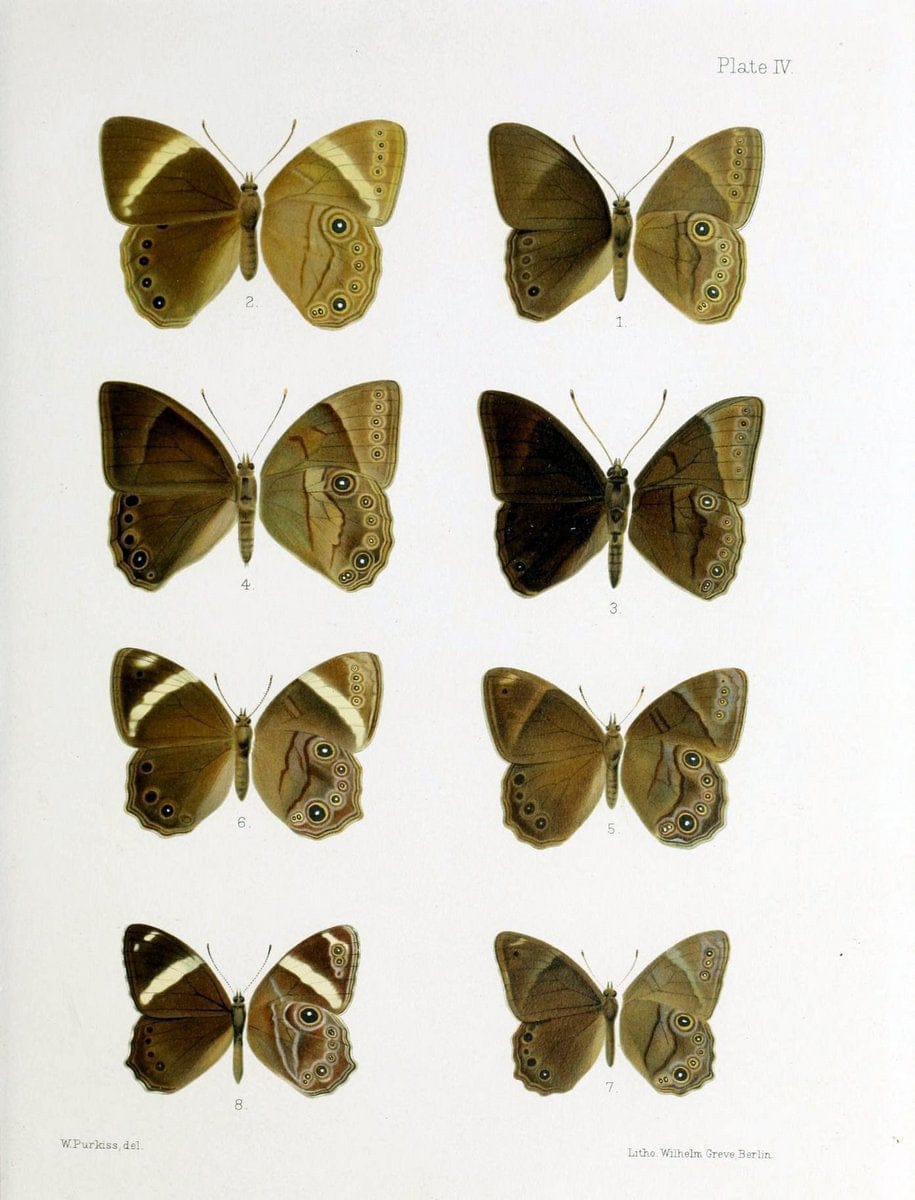Butterflies from China, Japan, and Corea. London,R.H. Porter,1892-94.  | Butterflies China Japan Korea  | Vintage Print Reproduction 454006