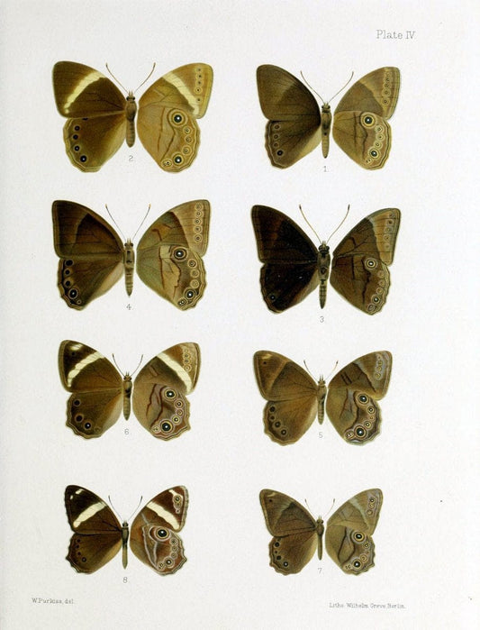 Butterflies from China, Japan, and Corea. London,R.H. Porter,1892-94.  | Butterflies China Japan Korea  | Vintage Print Reproduction 454006