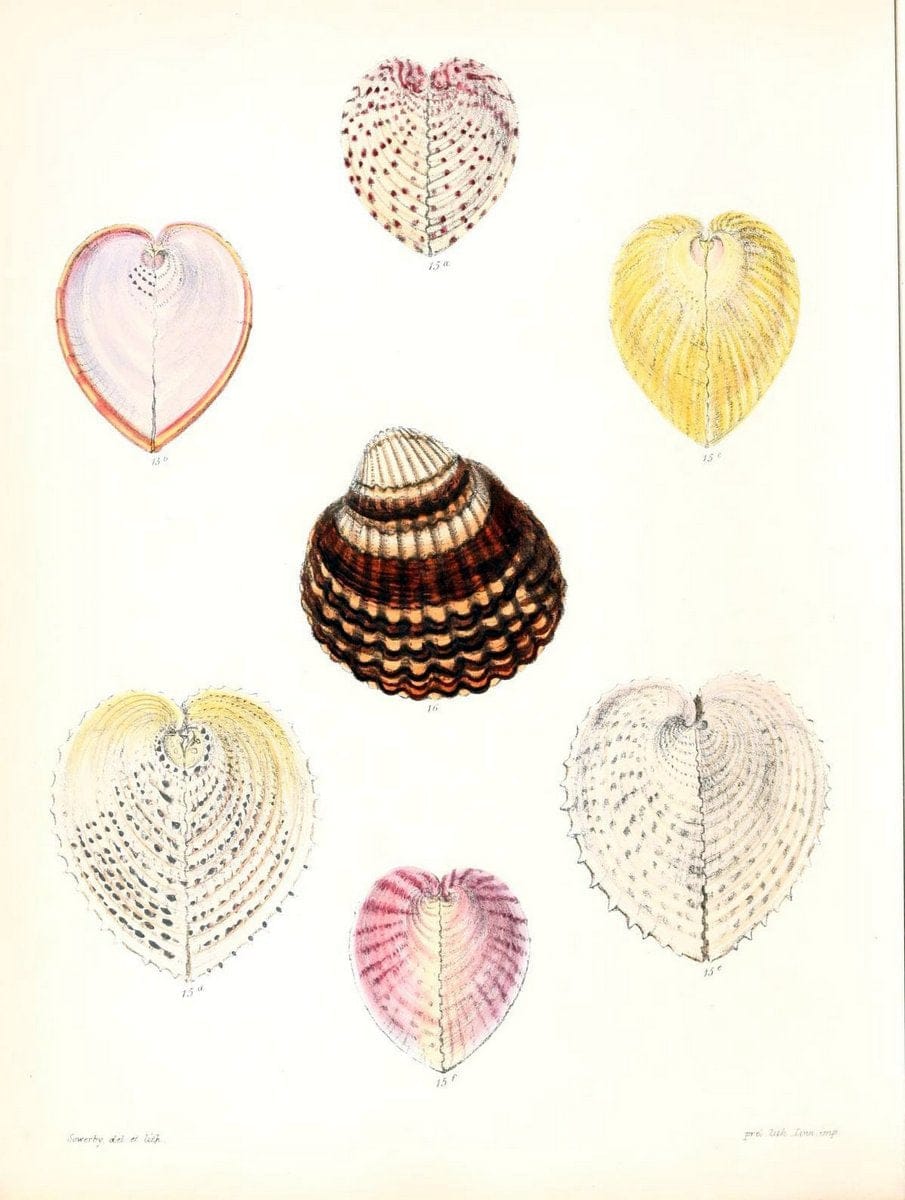 Conchologia iconica, or, Illustrations of the shells of molluscous animals /.London :Reeve, Brothers,1843-1878.. |  | Vintage Print Reproduction 454007