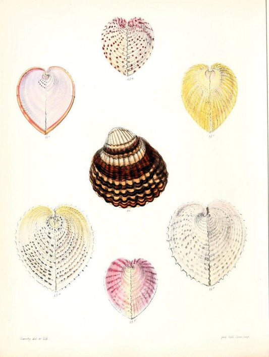 Conchologia iconica, or, Illustrations of the shells of molluscous animals /.London :Reeve, Brothers,1843-1878.. |  | Vintage Print Reproduction 454007