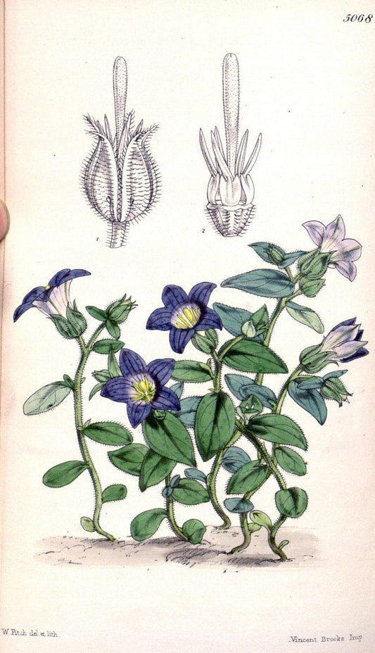 Curtis's botanical magazine. London ; New York [etc.] :Academic Press [etc.]. | "Botanical illustration" Botany Periodicals "Pictorial works" "Plants, Ornamental"  | Vintage Print Reproduction 454008