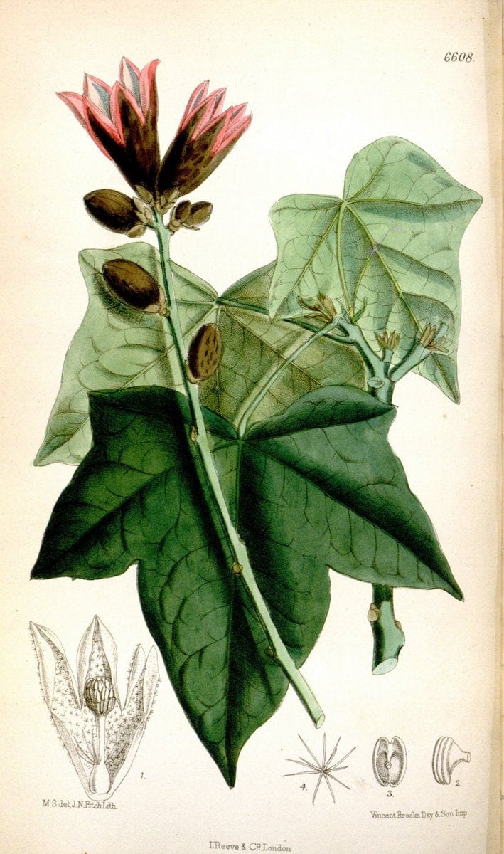Curtis's botanical magazine. London ; New York [etc.] :Academic Press [etc.]. | "Botanical illustration" Botany Periodicals "Pictorial works" "Plants, Ornamental"  | Vintage Print Reproduction 454009