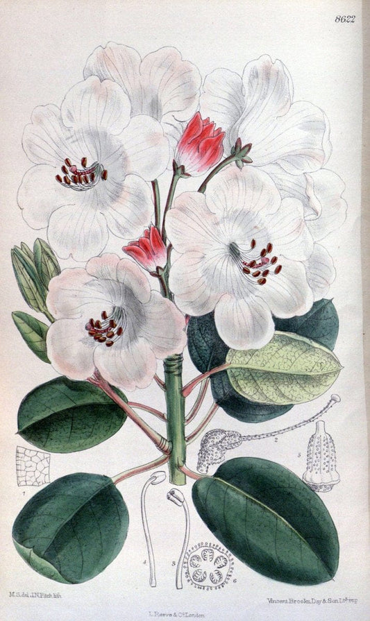 Curtis's botanical magazine. London ; New York [etc.] :Academic Press [etc.]. | "Botanical illustration" Botany Periodicals "Pictorial works" "Plants, Ornamental"  | Vintage Print Reproduction 454011