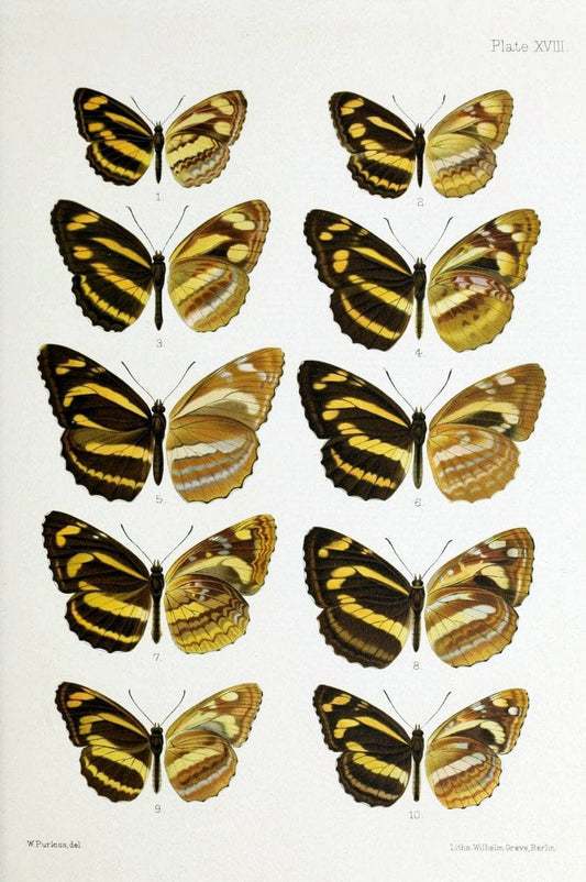 Butterflies from China, Japan, and Corea. London,R.H. Porter,1892-94.  | Butterflies China Japan Korea  | Vintage Print Reproduction 454015