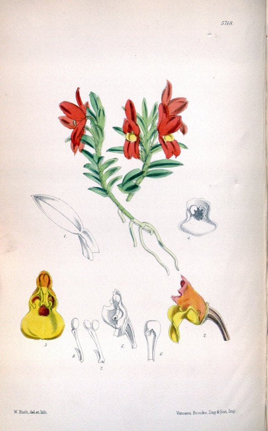 Curtis's botanical magazine. London ; New York [etc.] :Academic Press [etc.]. | "Botanical illustration" Botany Periodicals "Pictorial works" "Plants, Ornamental"  | Vintage Print Reproduction 454016