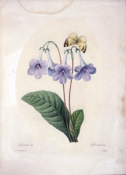 Choix des plus belles fleurs :.Paris :Ernest Panckoucke,[1833].  | 1833 Botany France Icones "Pictorial works"  | Vintage Print Reproduction 454017