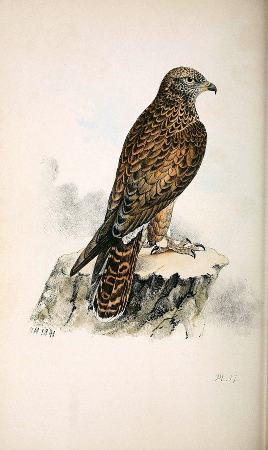 Coloured illustrations of British birds, and their eggs /.London :G.W. Nickisson,1842-1850.. |  | Vintage Print Reproduction 454018
