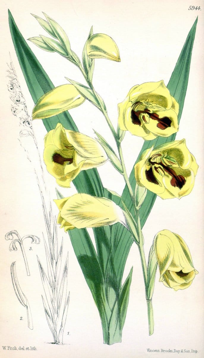 Curtis's botanical magazine. London ; New York [etc.] :Academic Press [etc.]. | "Botanical illustration" Botany Periodicals "Pictorial works" "Plants, Ornamental"  | Vintage Print Reproduction 454019