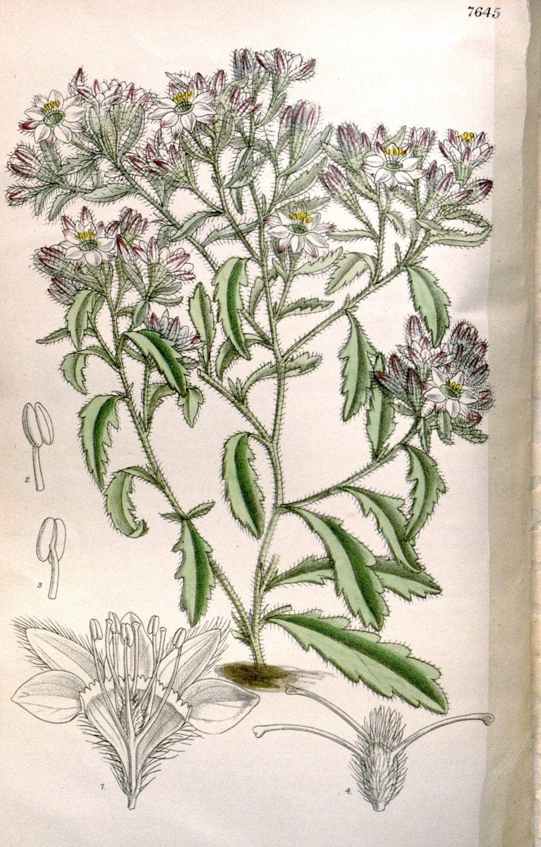 Curtis's botanical magazine. London ; New York [etc.] :Academic Press [etc.]. | "Botanical illustration" Botany Periodicals "Pictorial works" "Plants, Ornamental"  | Vintage Print Reproduction 454020