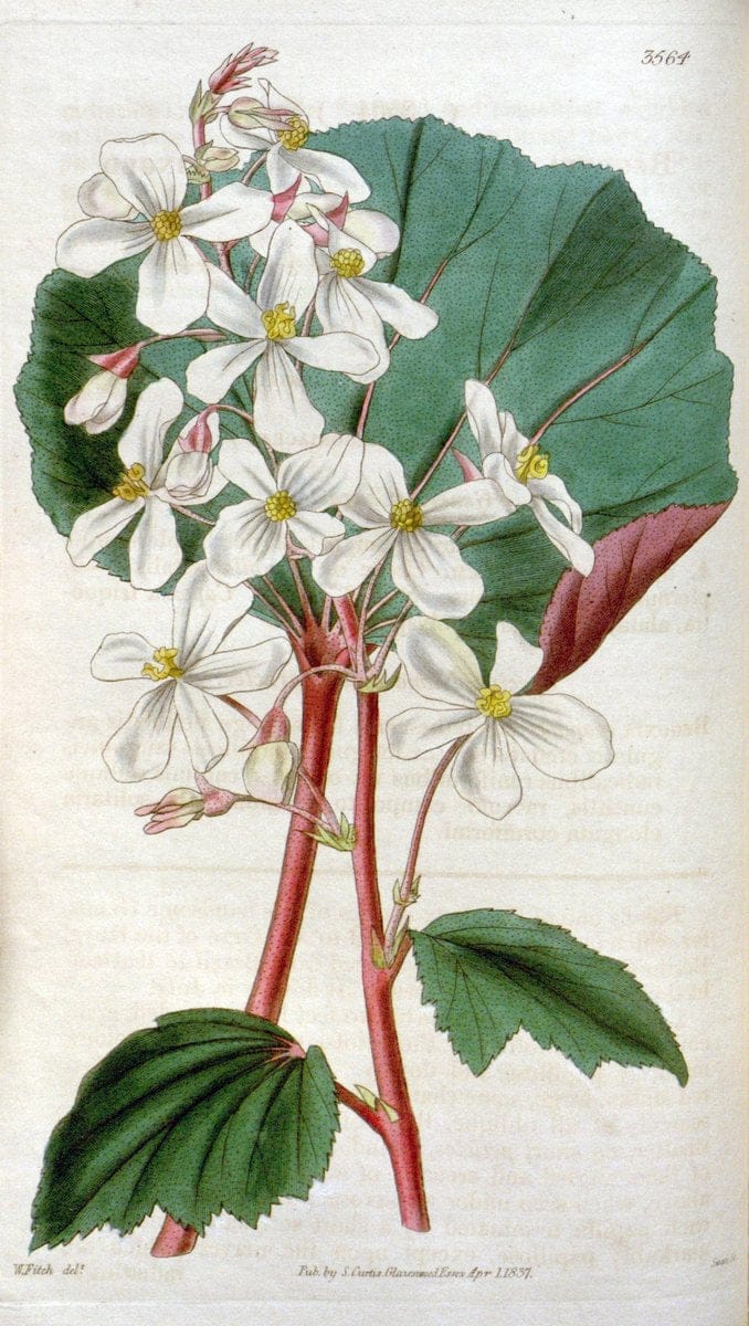 Curtis's botanical magazine. London ; New York [etc.] :Academic Press [etc.]. | "Botanical illustration" Botany Periodicals "Pictorial works" "Plants, Ornamental"  | Vintage Print Reproduction 454022