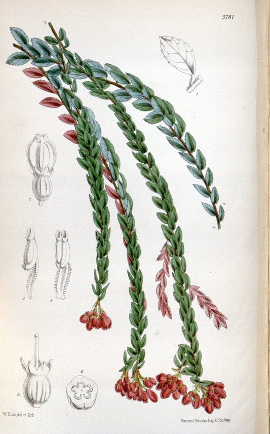 Curtis's botanical magazine. London ; New York [etc.] :Academic Press [etc.]. | "Botanical illustration" Botany Periodicals "Pictorial works" "Plants, Ornamental"  | Vintage Print Reproduction 454023