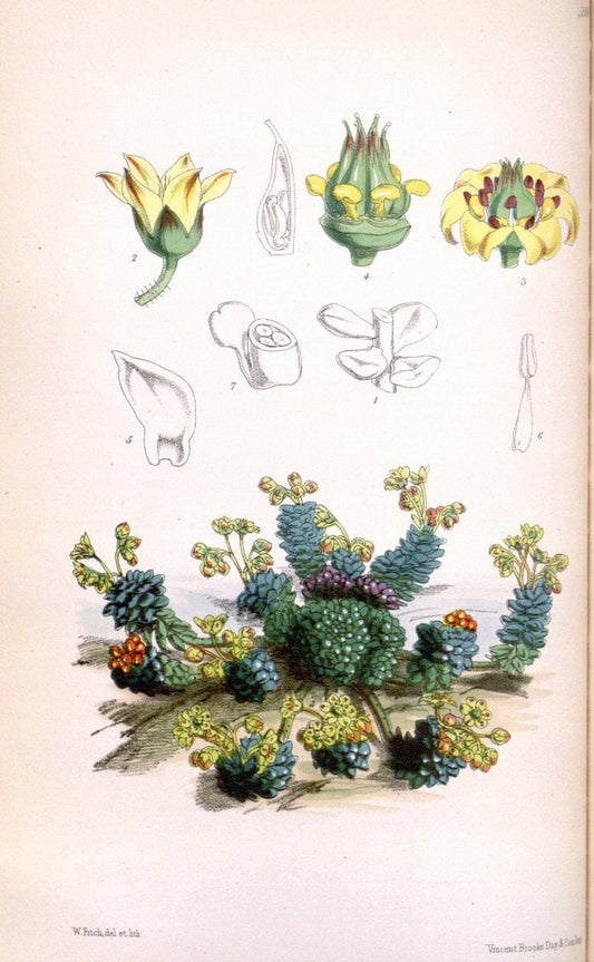 Curtis's botanical magazine. London ; New York [etc.] :Academic Press [etc.]. | "Botanical illustration" Botany Periodicals "Pictorial works" "Plants, Ornamental"  | Vintage Print Reproduction 454024