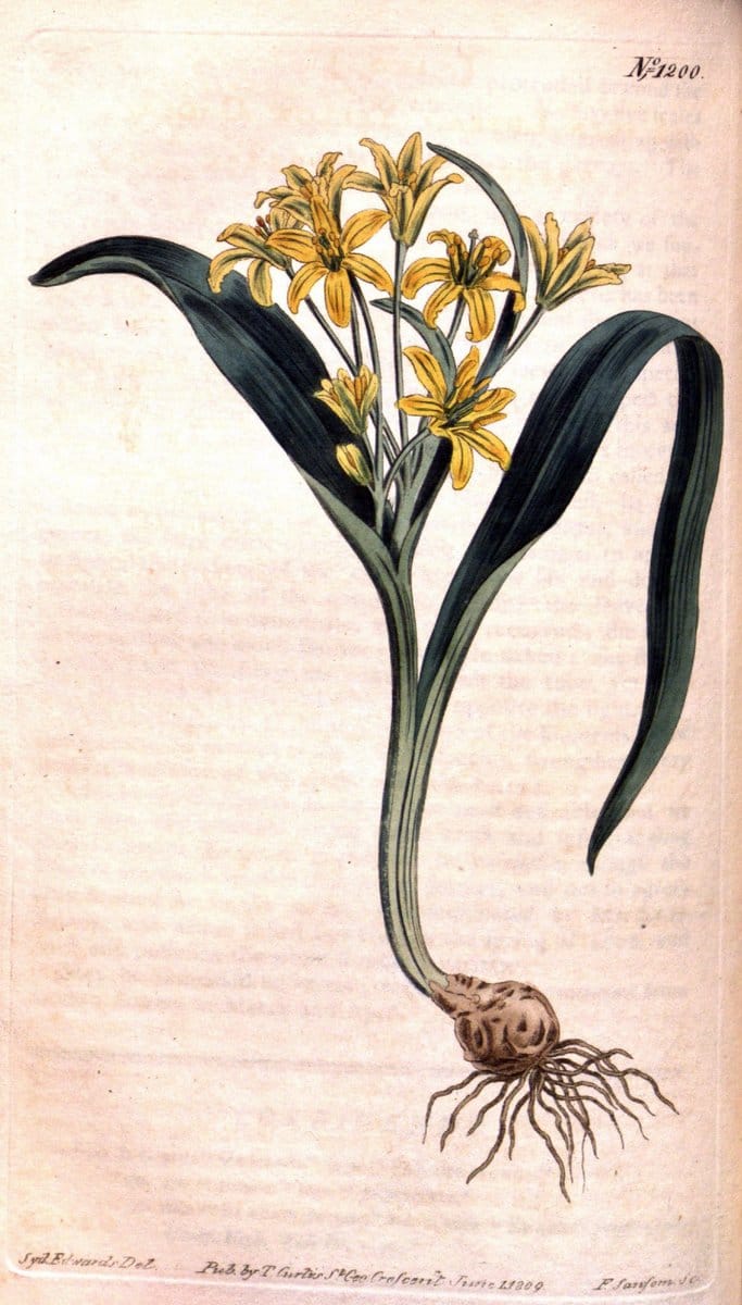 Curtis's botanical magazine. London ; New York [etc.] :Academic Press [etc.]. | "Botanical illustration" Botany Periodicals "Pictorial works" "Plants, Ornamental"  | Vintage Print Reproduction 454025