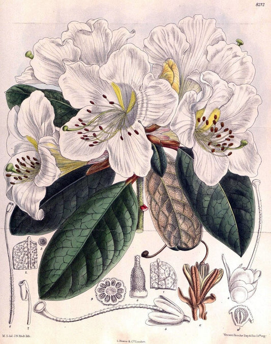Curtis's botanical magazine. London ; New York [etc.] :Academic Press [etc.]. | "Botanical illustration" Botany Periodicals "Pictorial works" "Plants, Ornamental"  | Vintage Print Reproduction 454027