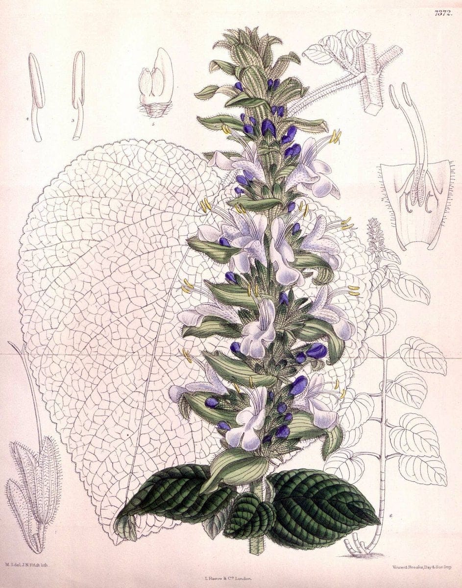 Curtis's botanical magazine. London ; New York [etc.] :Academic Press [etc.]. | "Botanical illustration" Botany Periodicals "Pictorial works" "Plants, Ornamental"  | Vintage Print Reproduction 454028