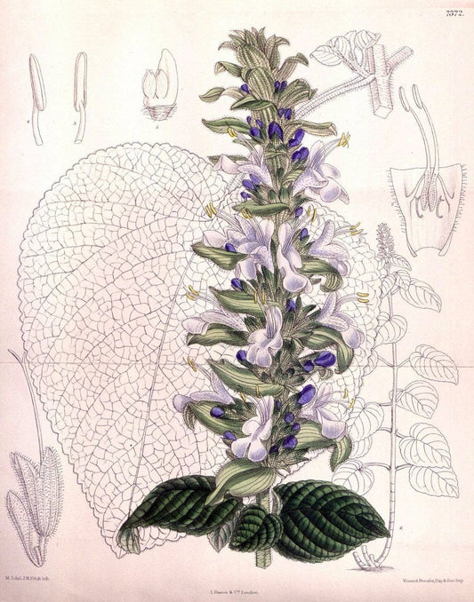 Curtis's botanical magazine. London ; New York [etc.] :Academic Press [etc.]. | "Botanical illustration" Botany Periodicals "Pictorial works" "Plants, Ornamental"  | Vintage Print Reproduction 454028