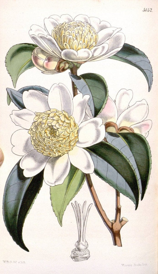 Curtis's botanical magazine. London ; New York [etc.] :Academic Press [etc.]. | "Botanical illustration" Botany Periodicals "Pictorial works" "Plants, Ornamental"  | Vintage Print Reproduction 454029