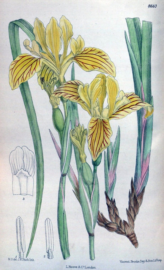 Curtis's botanical magazine. London ; New York [etc.] :Academic Press [etc.]. | "Botanical illustration" Botany Periodicals "Pictorial works" "Plants, Ornamental"  | Vintage Print Reproduction 454031