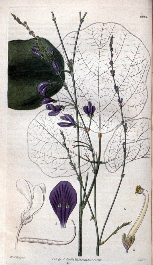 Curtis's botanical magazine. London ; New York [etc.] :Academic Press [etc.]. | "Botanical illustration" Botany Periodicals "Pictorial works" "Plants, Ornamental"  | Vintage Print Reproduction 454032
