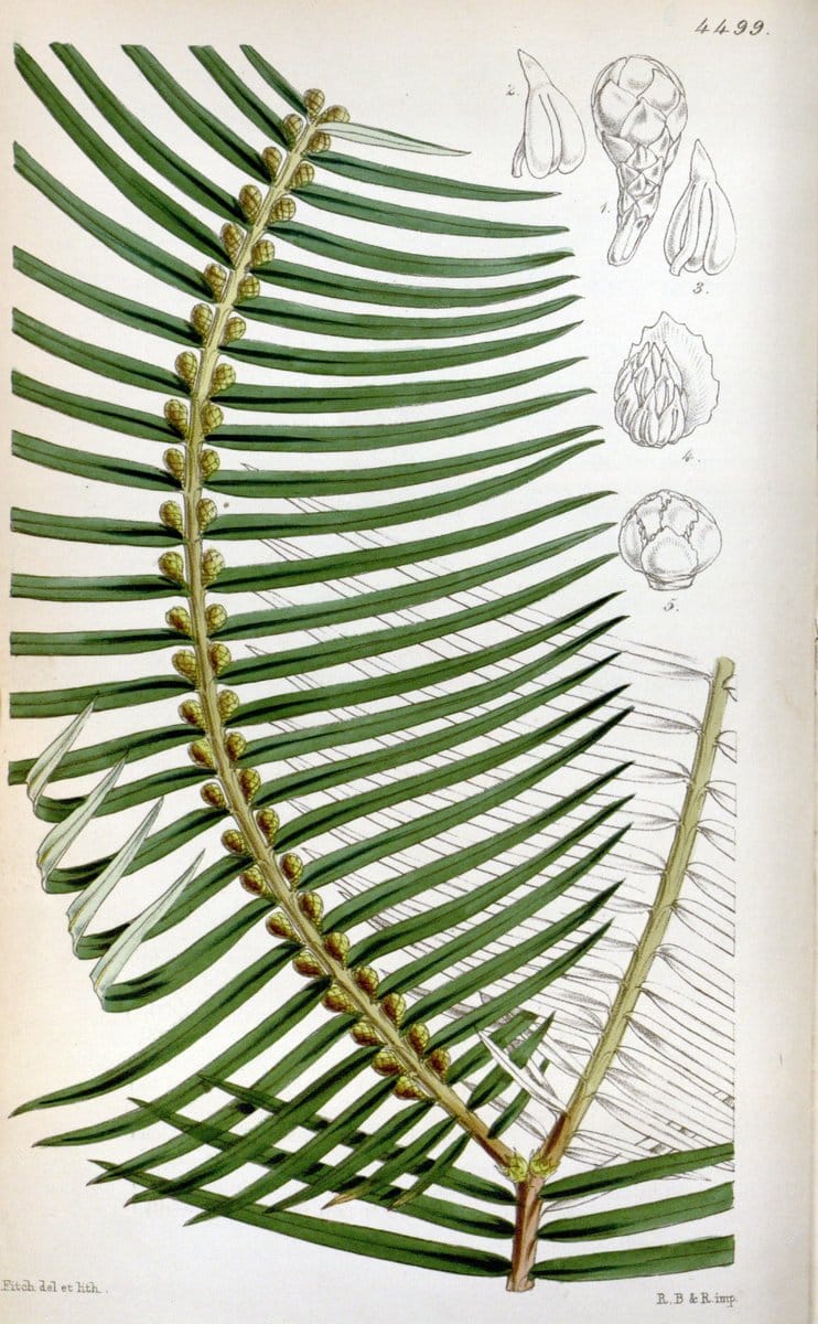Curtis's botanical magazine. London ;New York [etc.] :Academic Press [etc.]. | Botany Periodicals "Pictorial works"  | Vintage Print Reproduction 454036