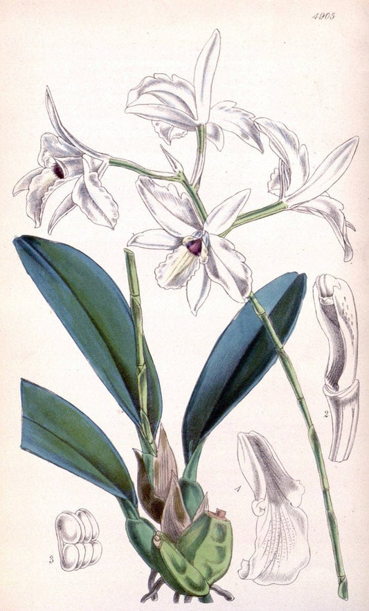 Curtis's botanical magazine. London ;New York [etc.] :Academic Press [etc.]. | Botany Periodicals "Pictorial works"  | Vintage Print Reproduction 454037