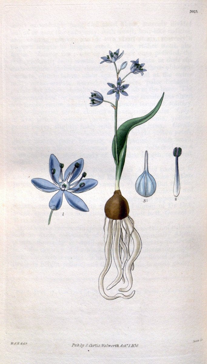 Curtis's botanical magazine. London ;New York [etc.] :Academic Press [etc.]. | Botany Periodicals "Pictorial works"  | Vintage Print Reproduction 454038