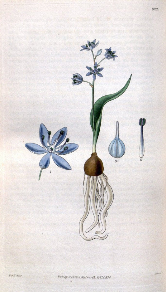 Curtis's botanical magazine. London ;New York [etc.] :Academic Press [etc.]. | Botany Periodicals "Pictorial works"  | Vintage Print Reproduction 454038