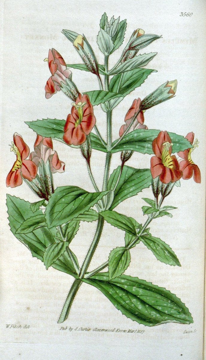 Curtis's botanical magazine. London ; New York [etc.] :Academic Press [etc.]. | "Botanical illustration" Botany Periodicals "Pictorial works" "Plants, Ornamental"  | Vintage Print Reproduction 454039