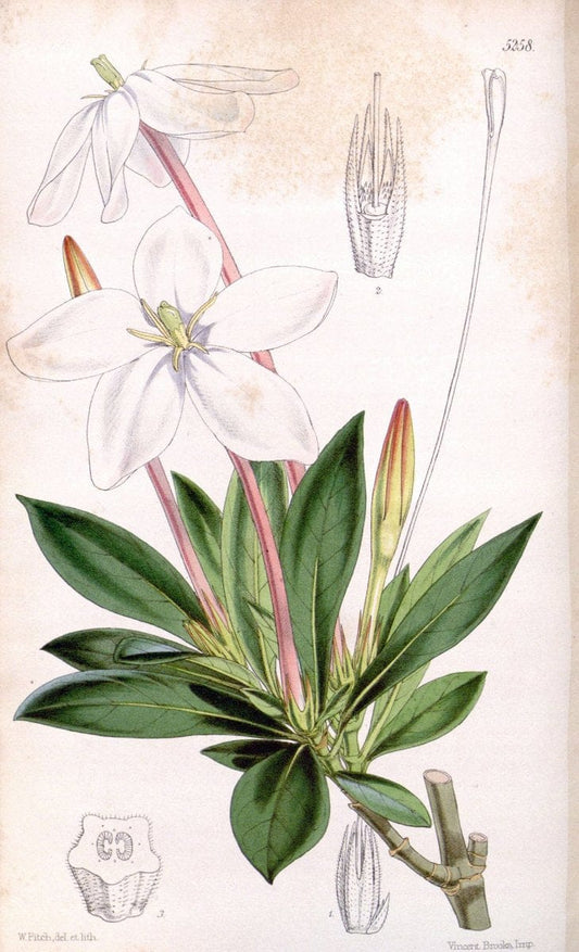 Curtis's botanical magazine. London ; New York [etc.] :Academic Press [etc.]. | "Botanical illustration" Botany Periodicals "Pictorial works" "Plants, Ornamental"  | Vintage Print Reproduction 454040