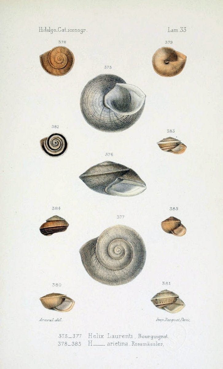 Catalogo iconografico y descriptivo de los moluscos terrestres de EspaÃ Â±a, Portugal y la | "Balearic Islands" Mollusks Portugal Spain  | Vintage Print Reproduction 454041